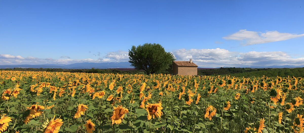 Zomers zonnebloemenveld met huisje