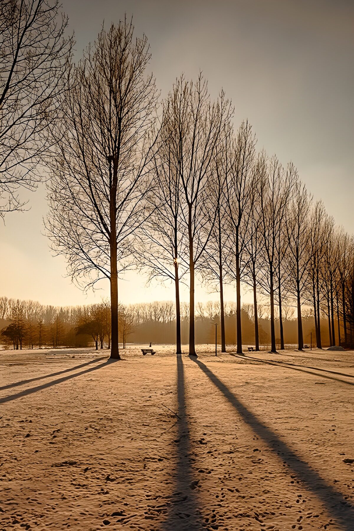 Kale bomen in goudkleurig winterlicht