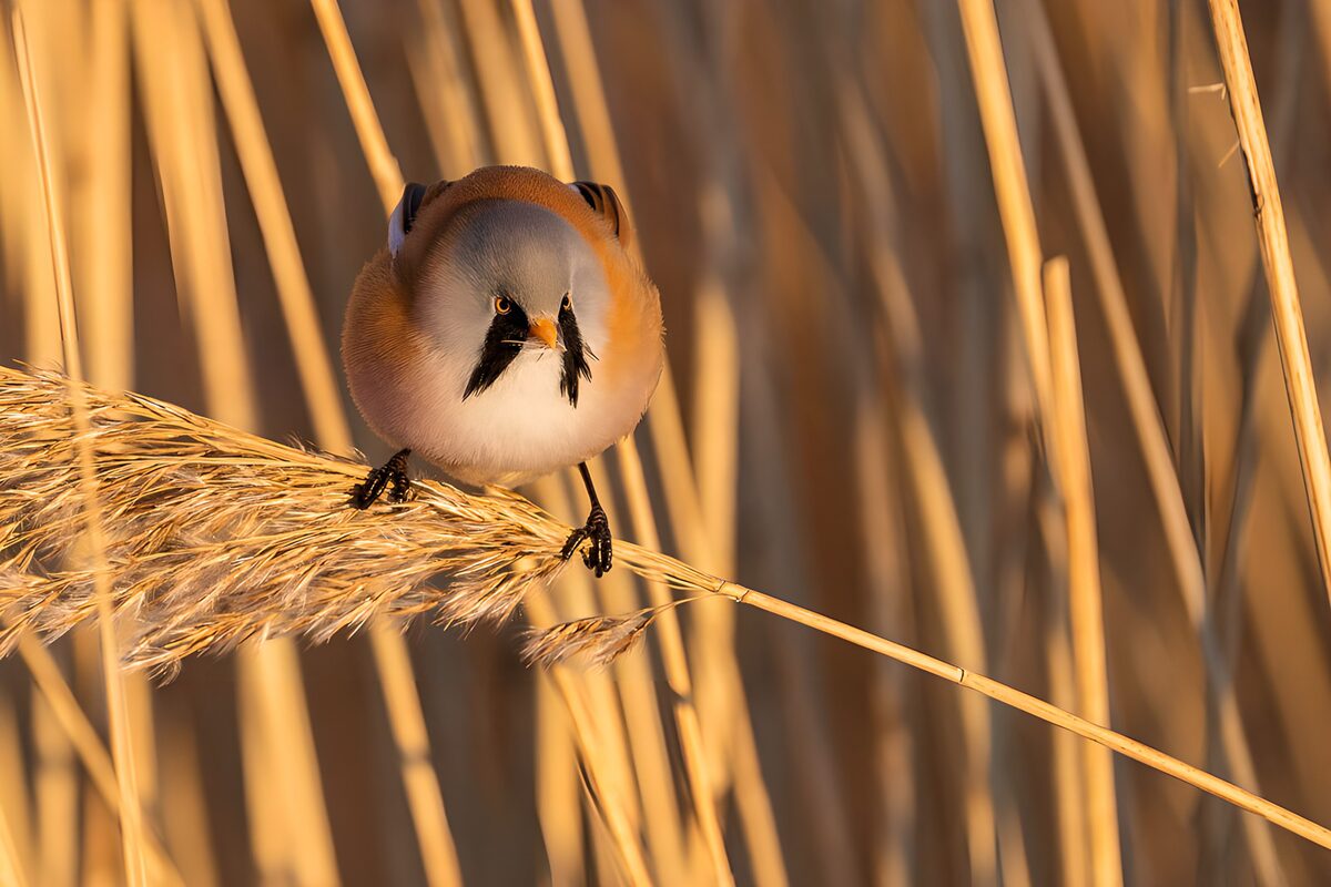 Baardmannetje op een gouden rietpluim