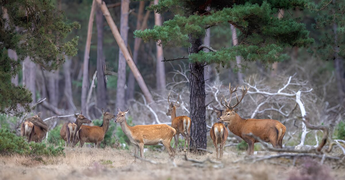 Hertenkudde in het dennenbos