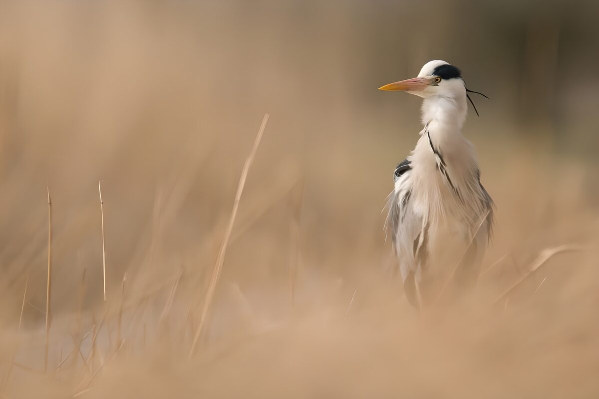 Blauwe reiger tussen goudkleurig riet