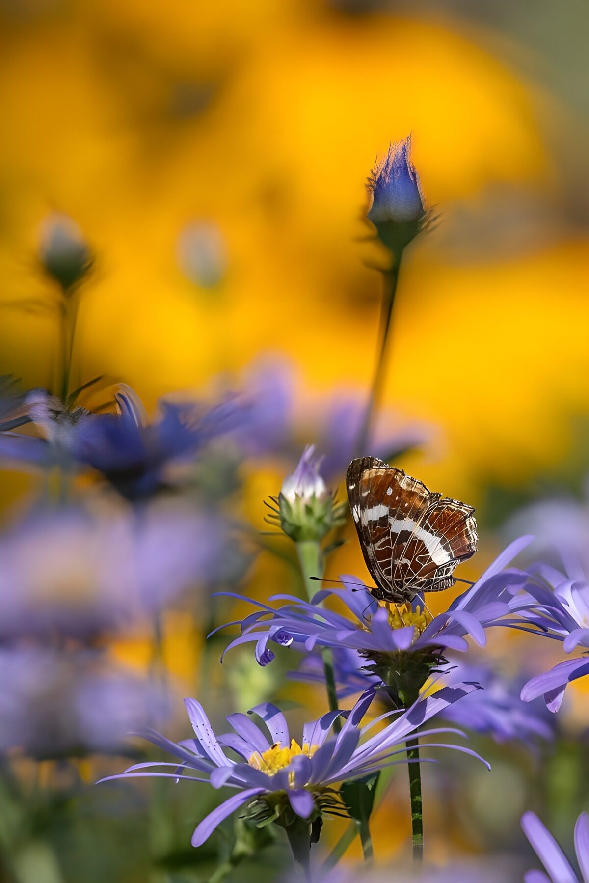 Vlinder op paarse asters in de zon