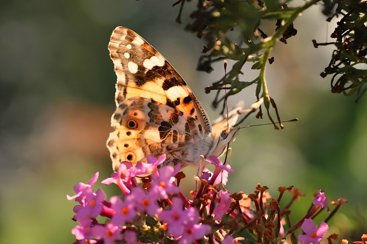 Vlinder op roze bloemen in warm licht