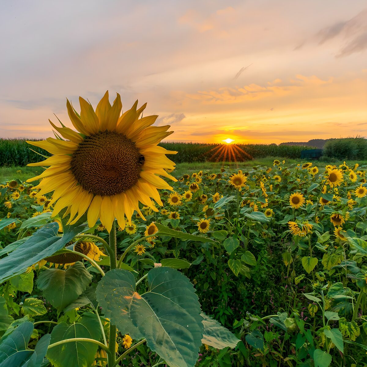 Zonnebloemen in het laatste goud