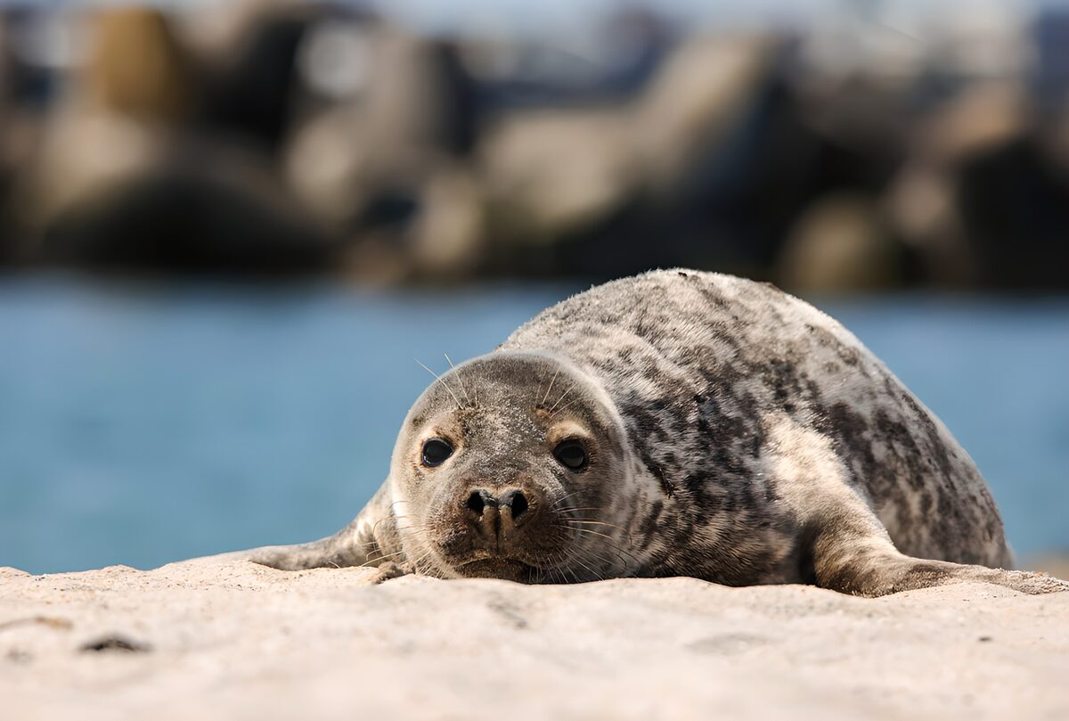 Zeehond in de zon aan het water