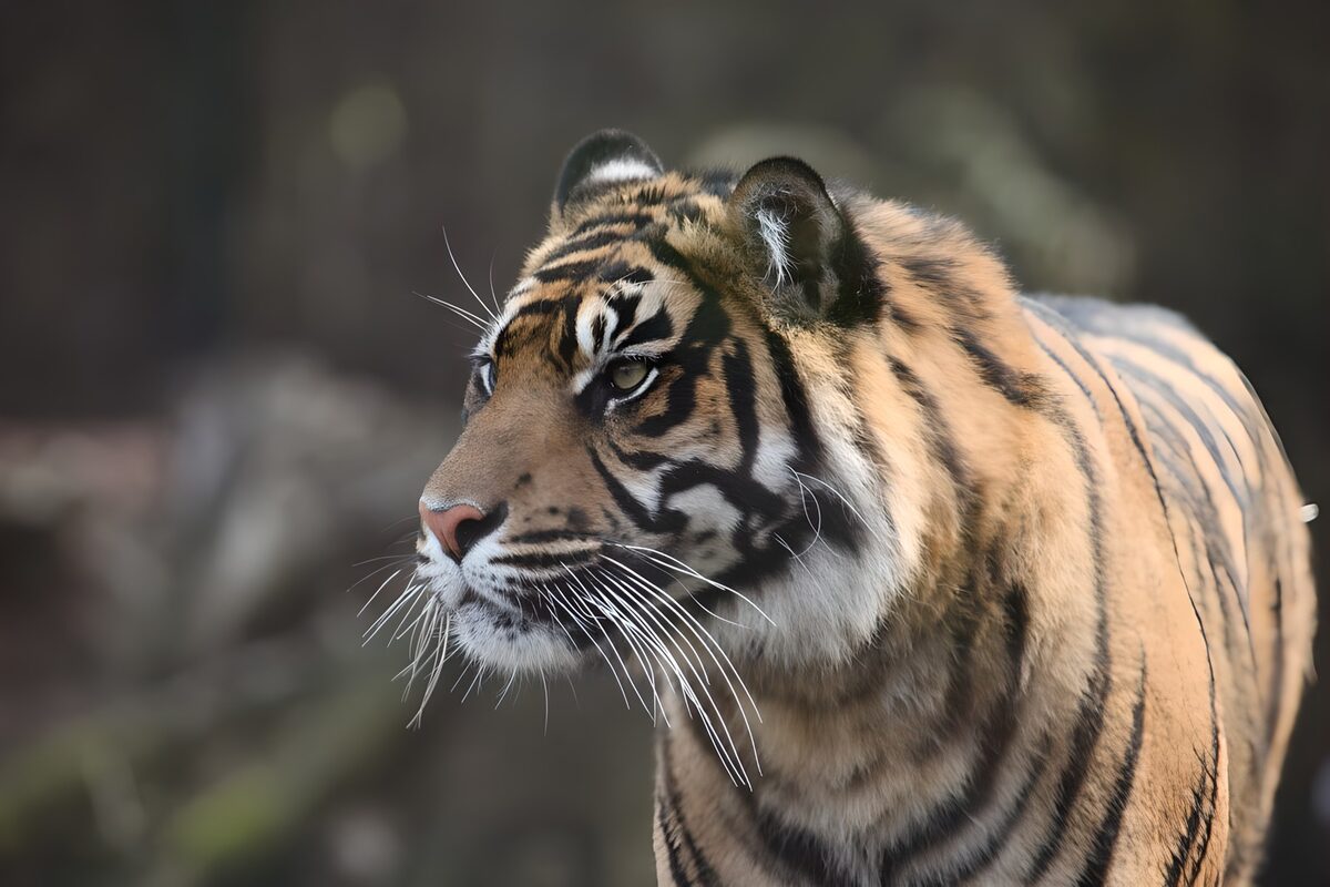Tijger in een mantel van strepen