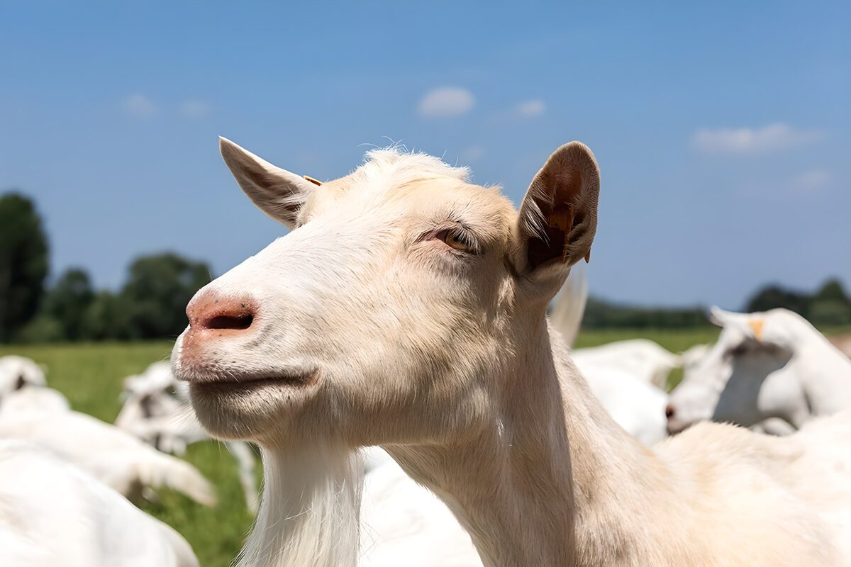 Witte geit in de zonnige wei