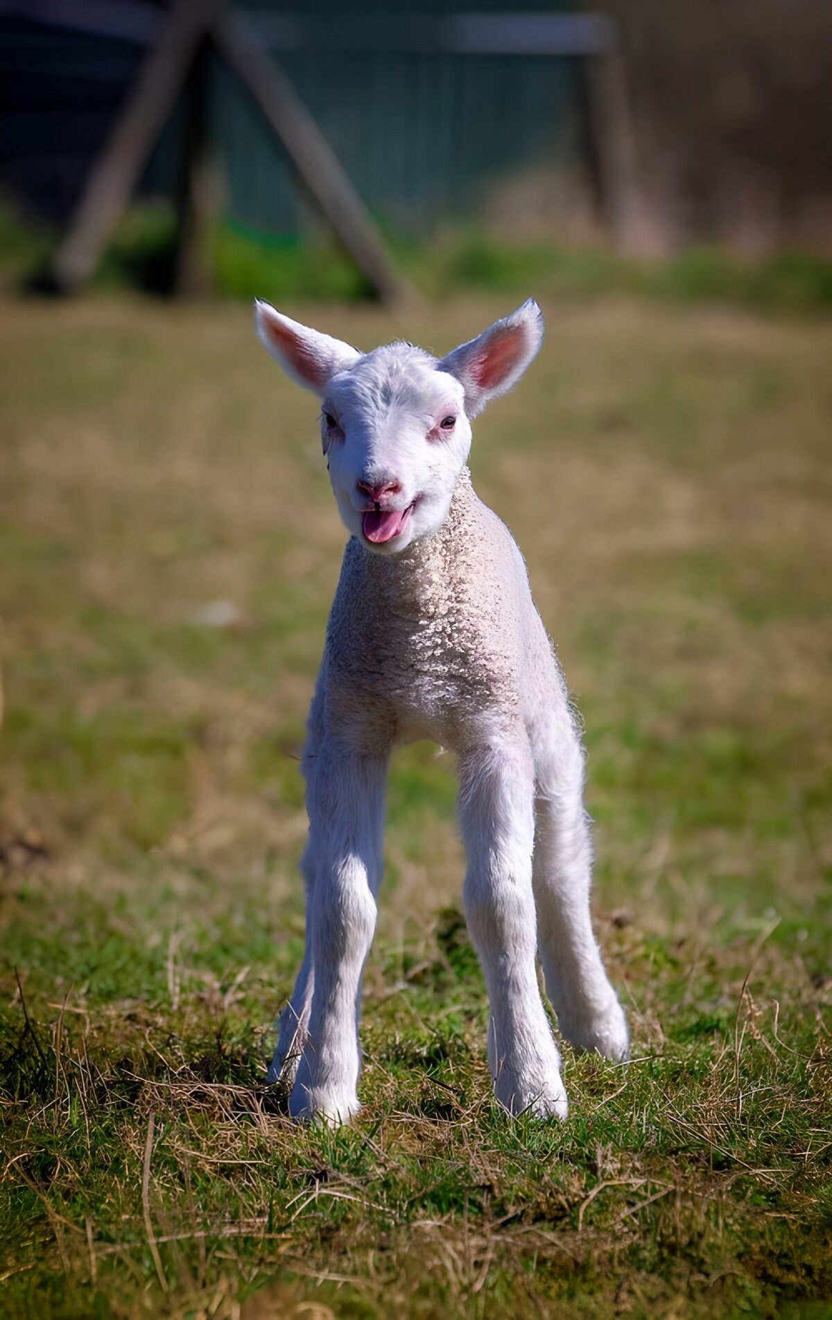 Wit lam in het zonnige gras