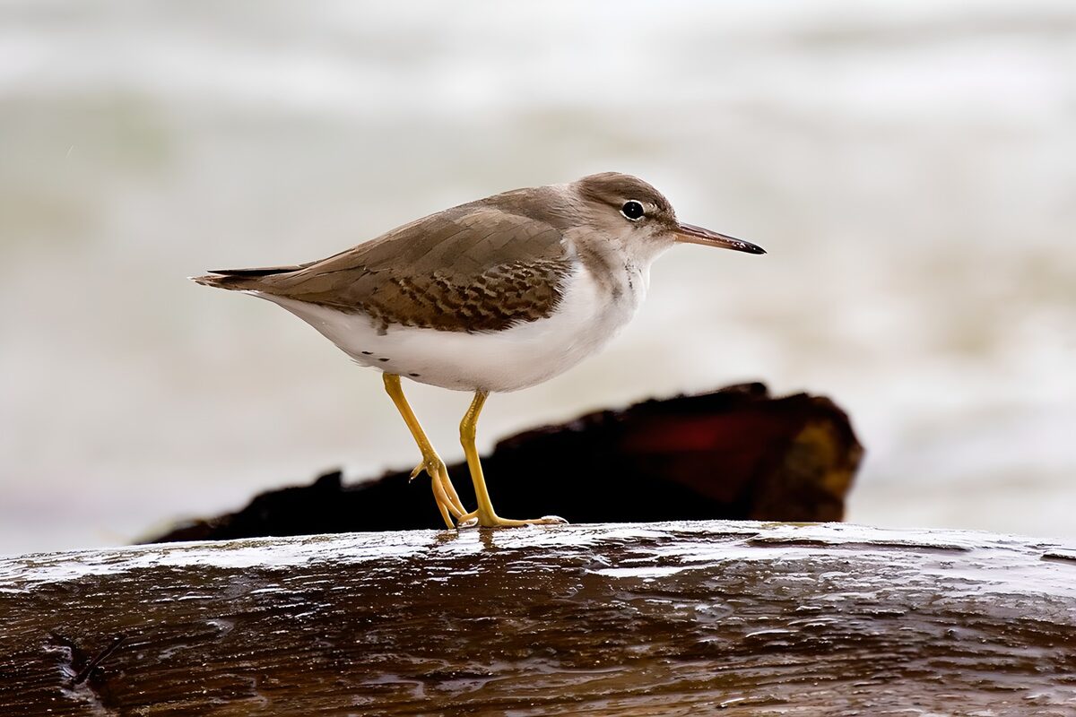 Bruine strandloper op nat hout
