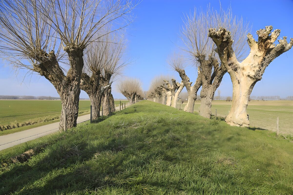 Knotwilgen langs een zonnige grasdijk