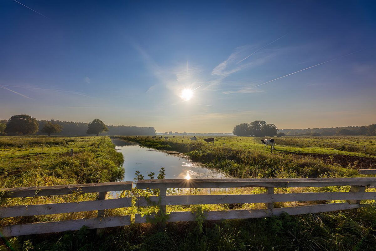Houten hek, sloot en koeien in de zon