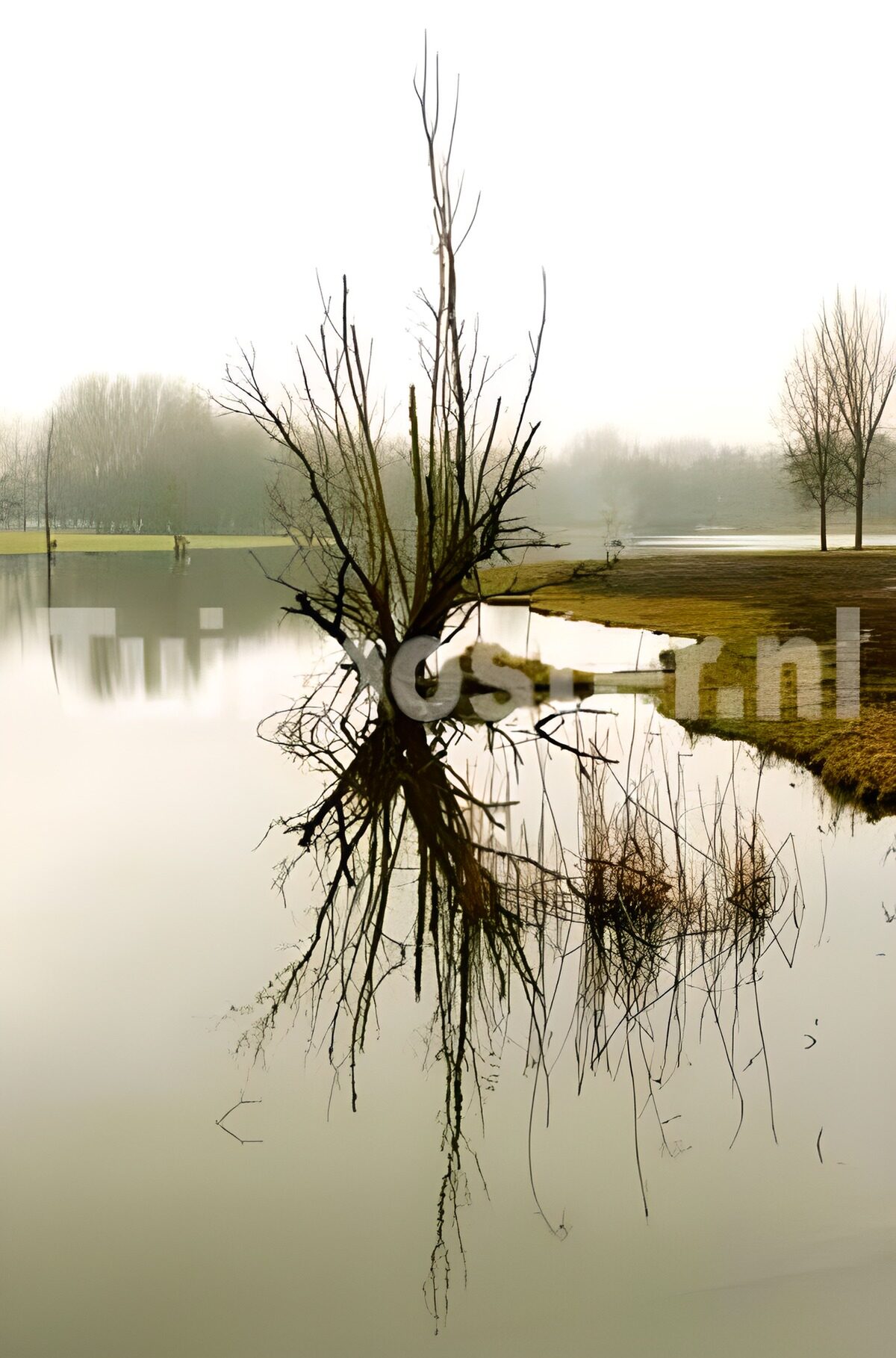 Kale boom weerspiegeld in mistig water