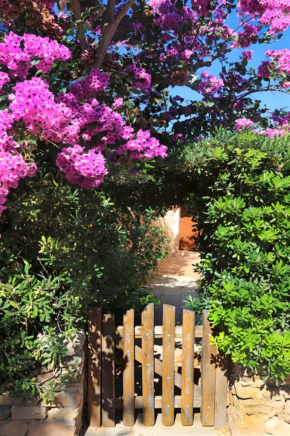 Houten tuinpoort onder roze bougainvillea