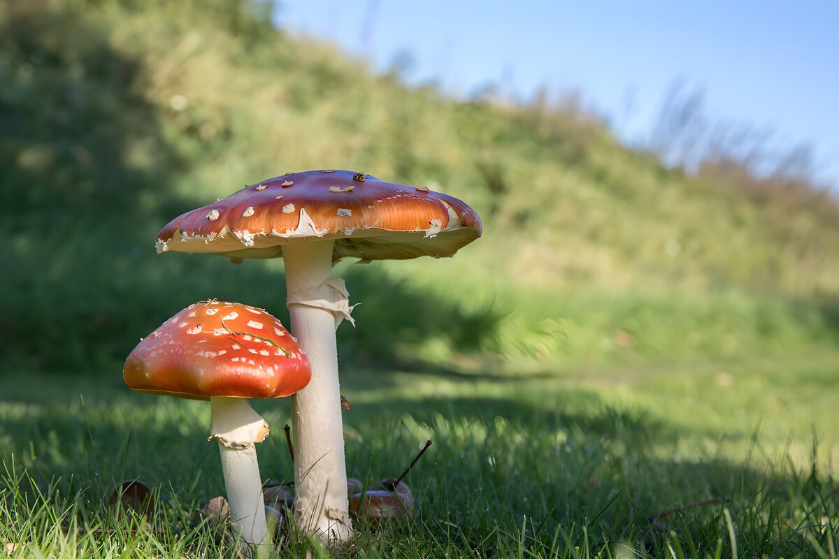 Vliegenzwammen in een zee van groen