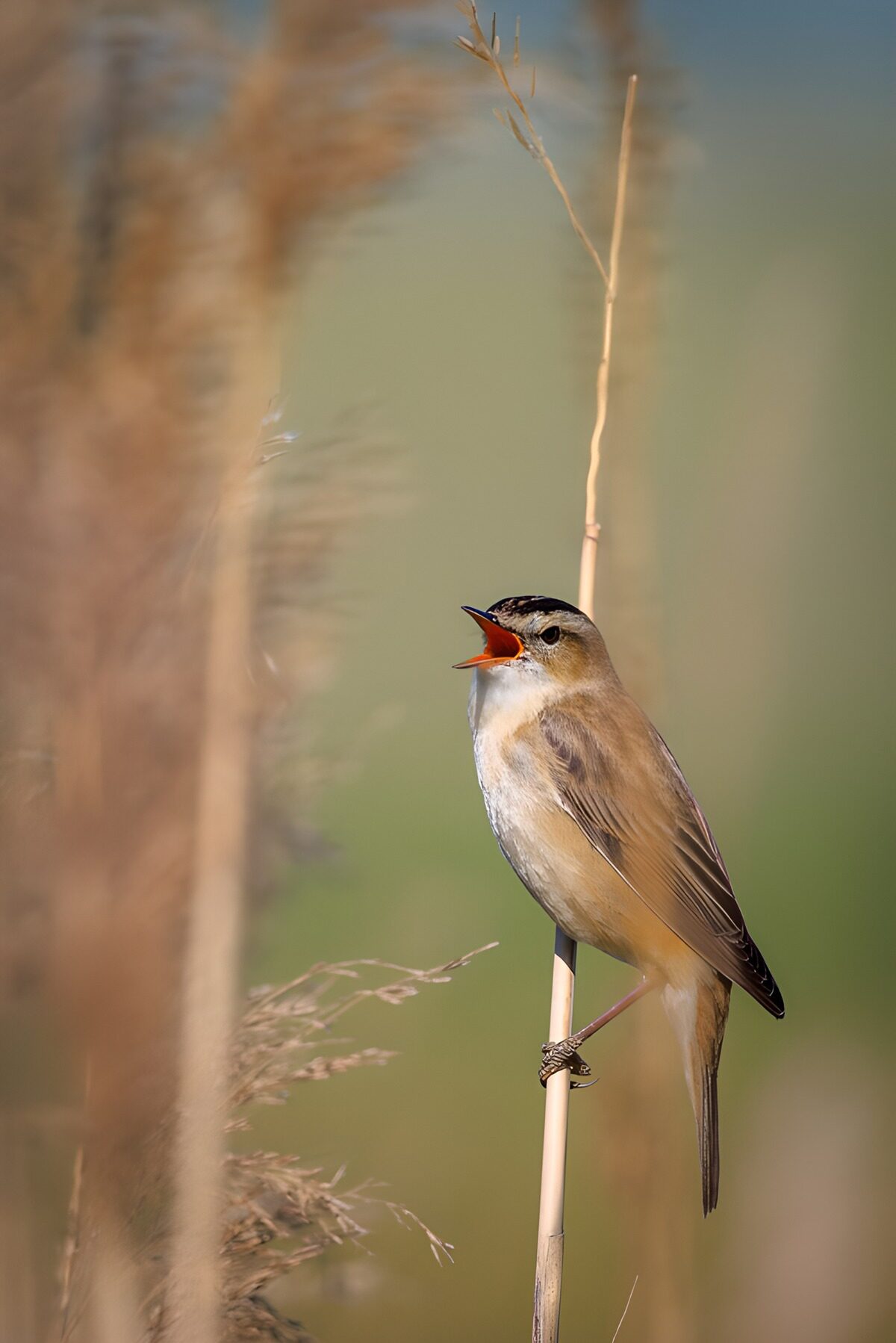 Zingende vogel op een rietstengel