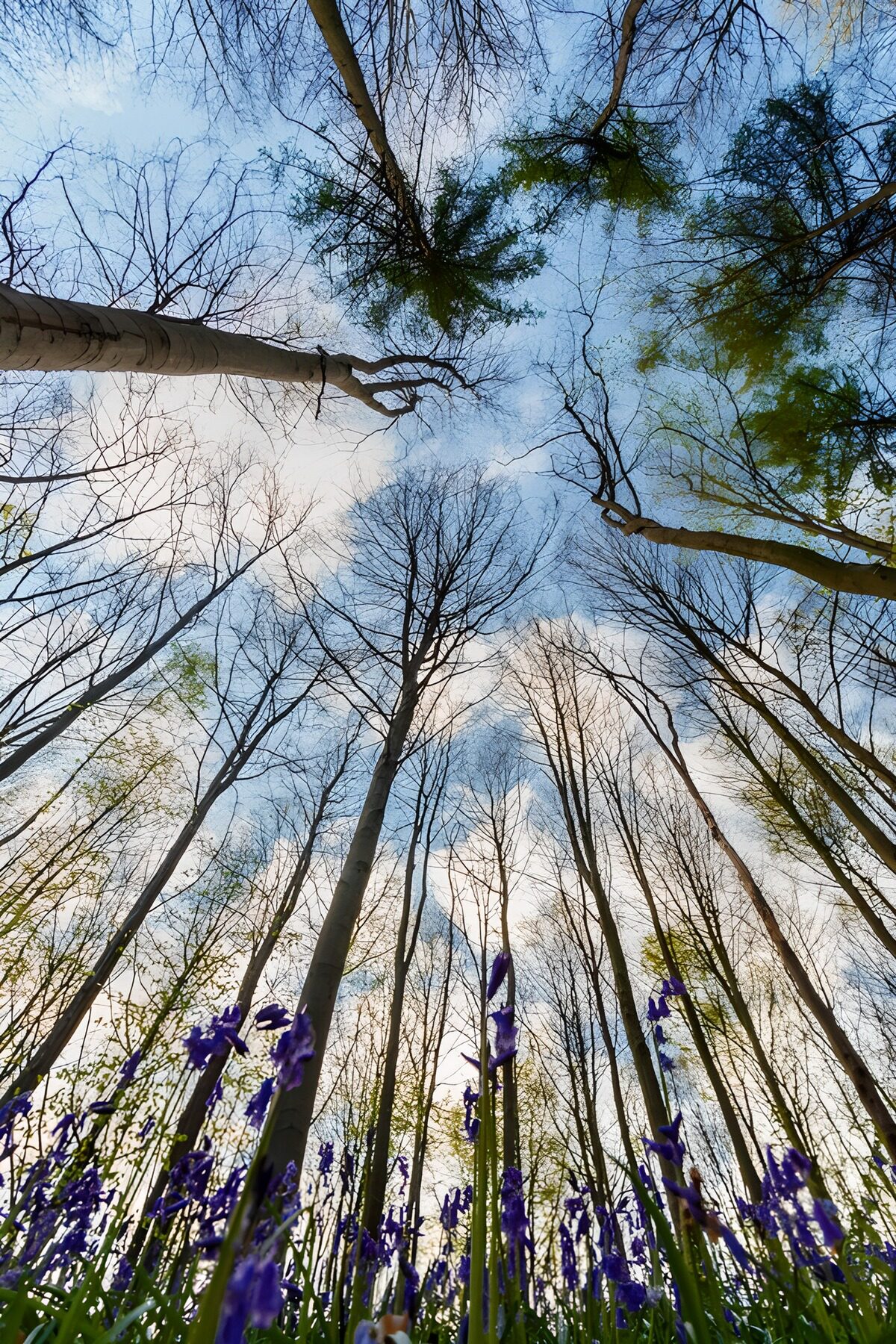 Blauwe bloemen onder hoge bomen