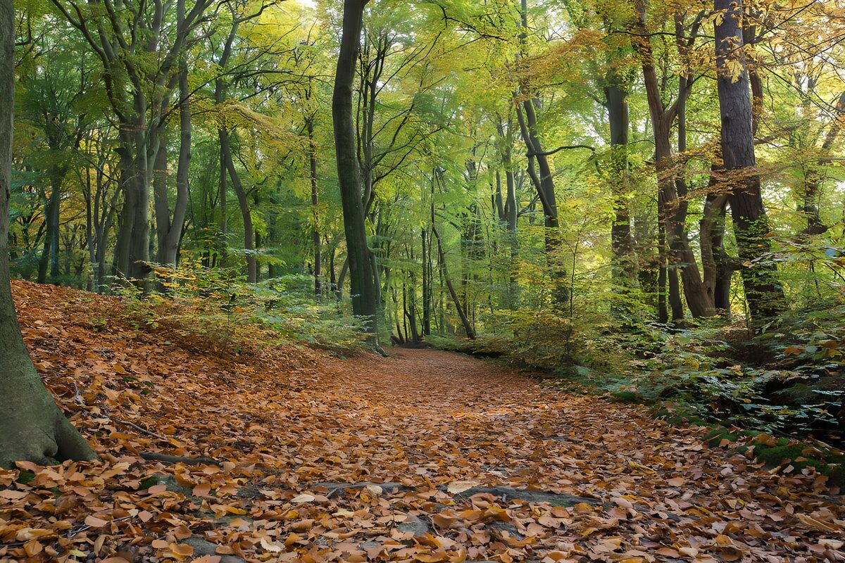 Bospad onder een groen herfstbladerdak