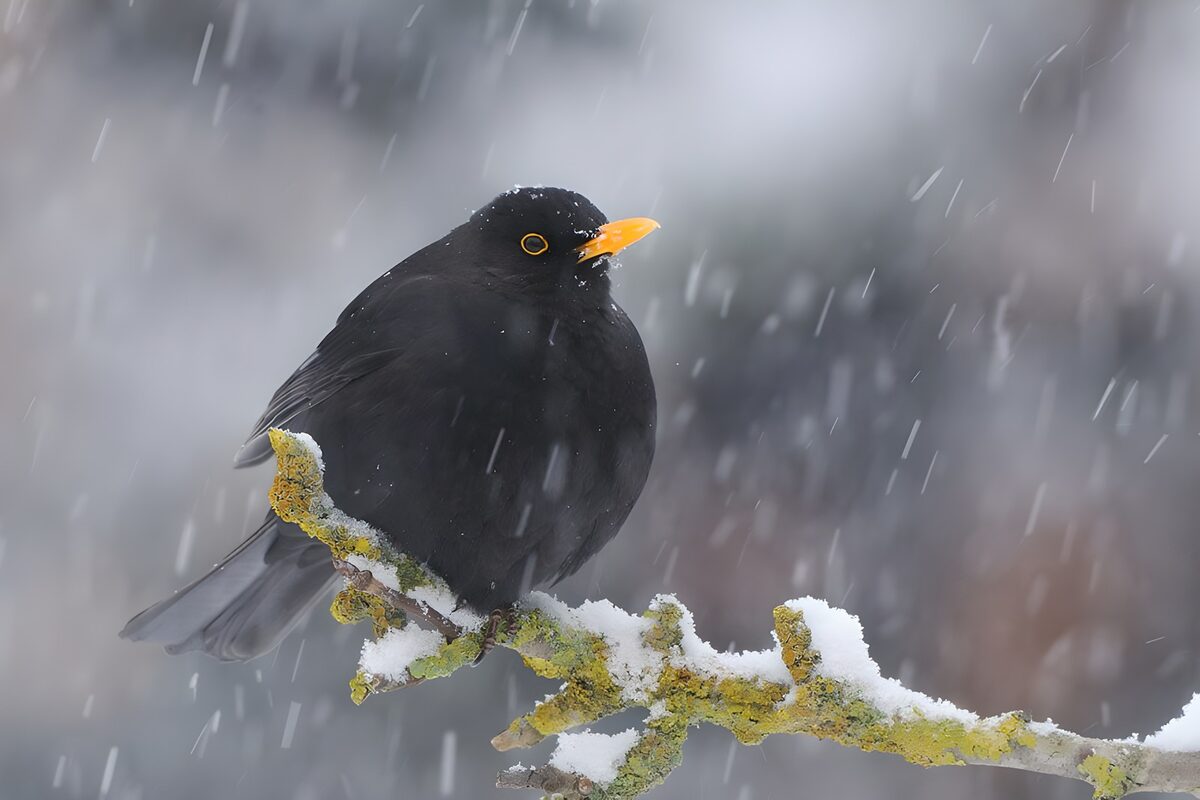 Merel op een besneeuwde tak