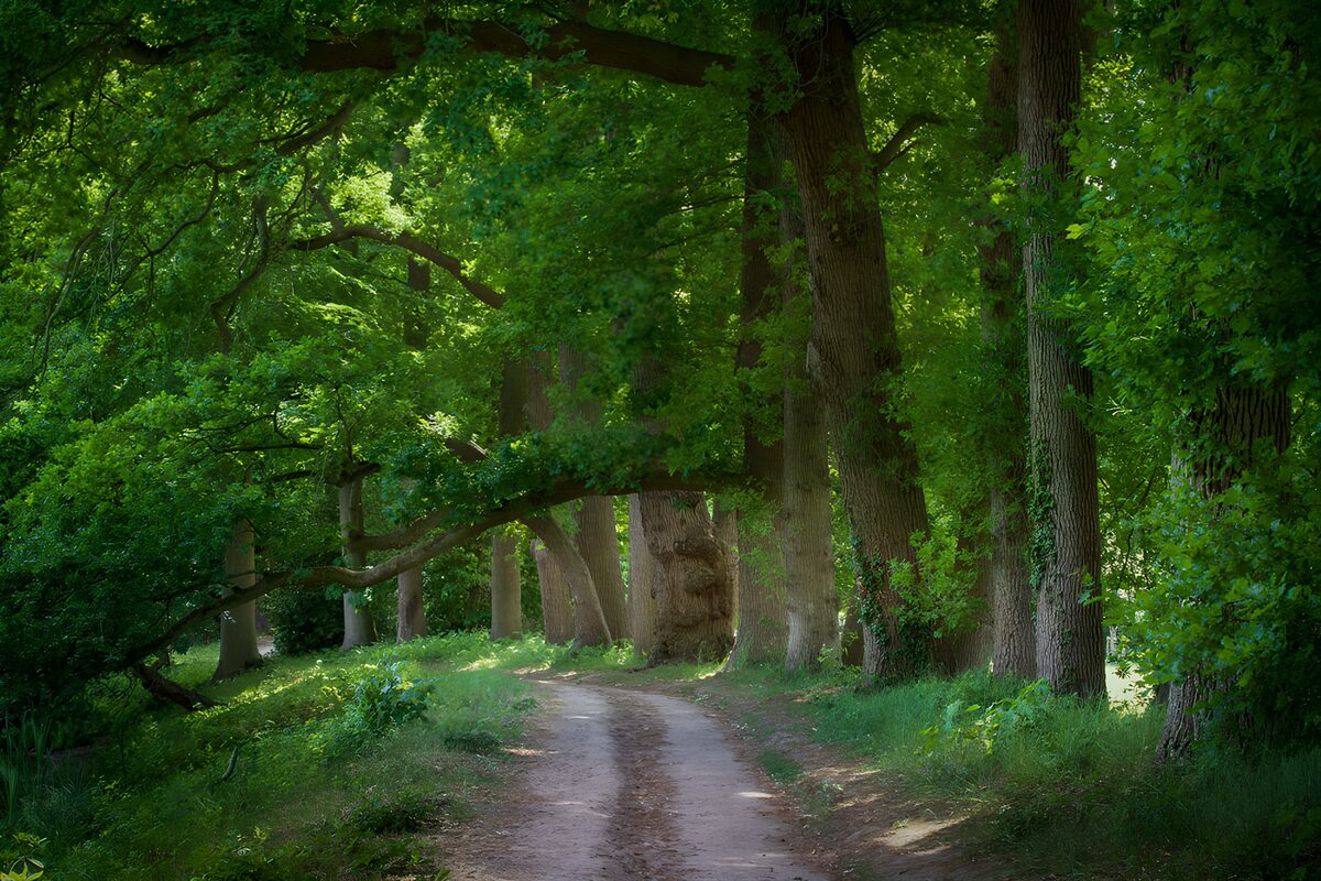 Zandpad onder hoge loofbomen