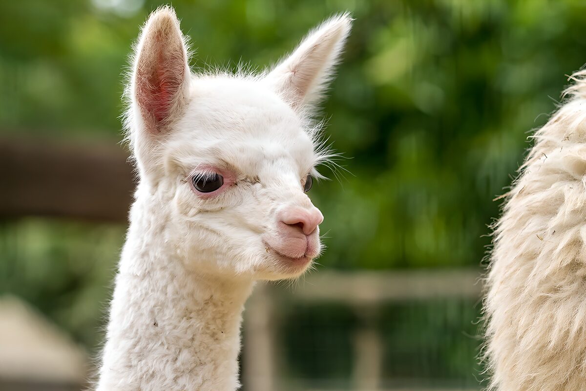 Jonge witte alpaca in close-up