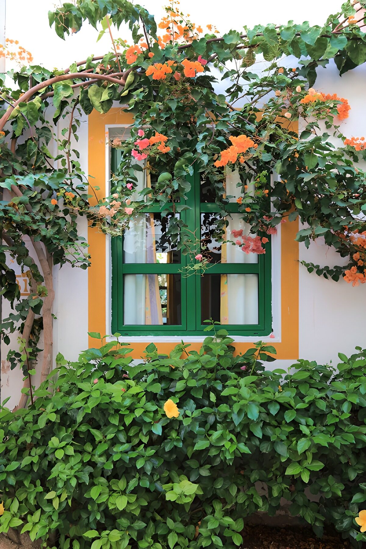 Groen raam met bloeiende bougainvillea