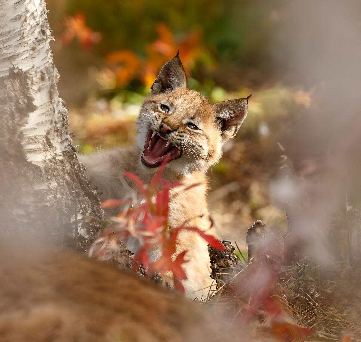 Jonge lynx gaapt tussen herfstbladeren