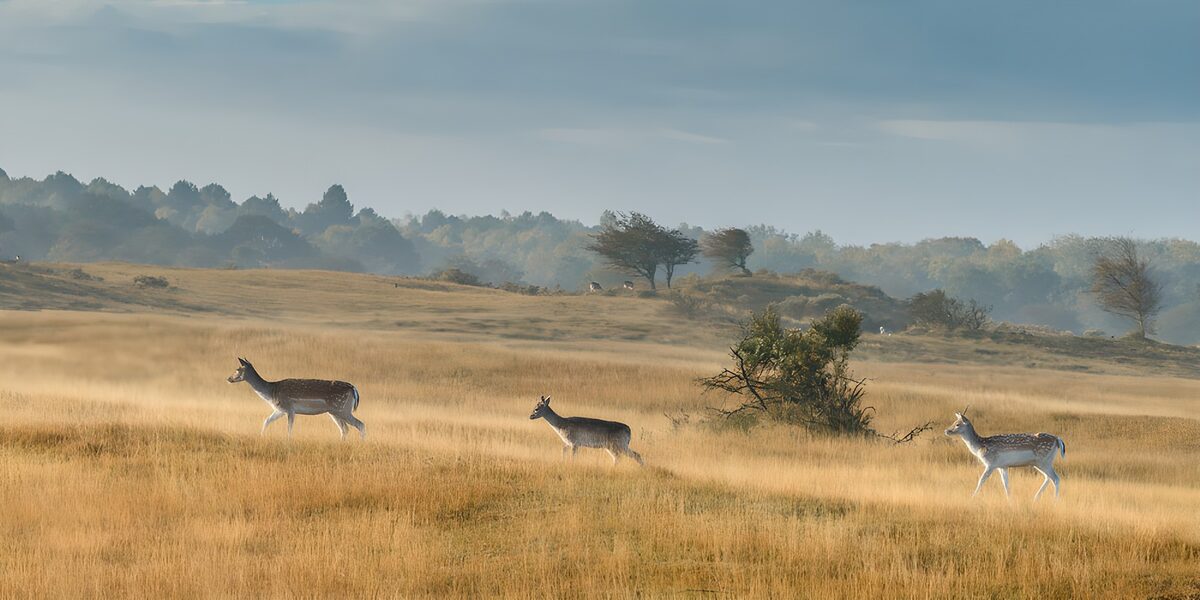Drie damherten in goudgeel gras