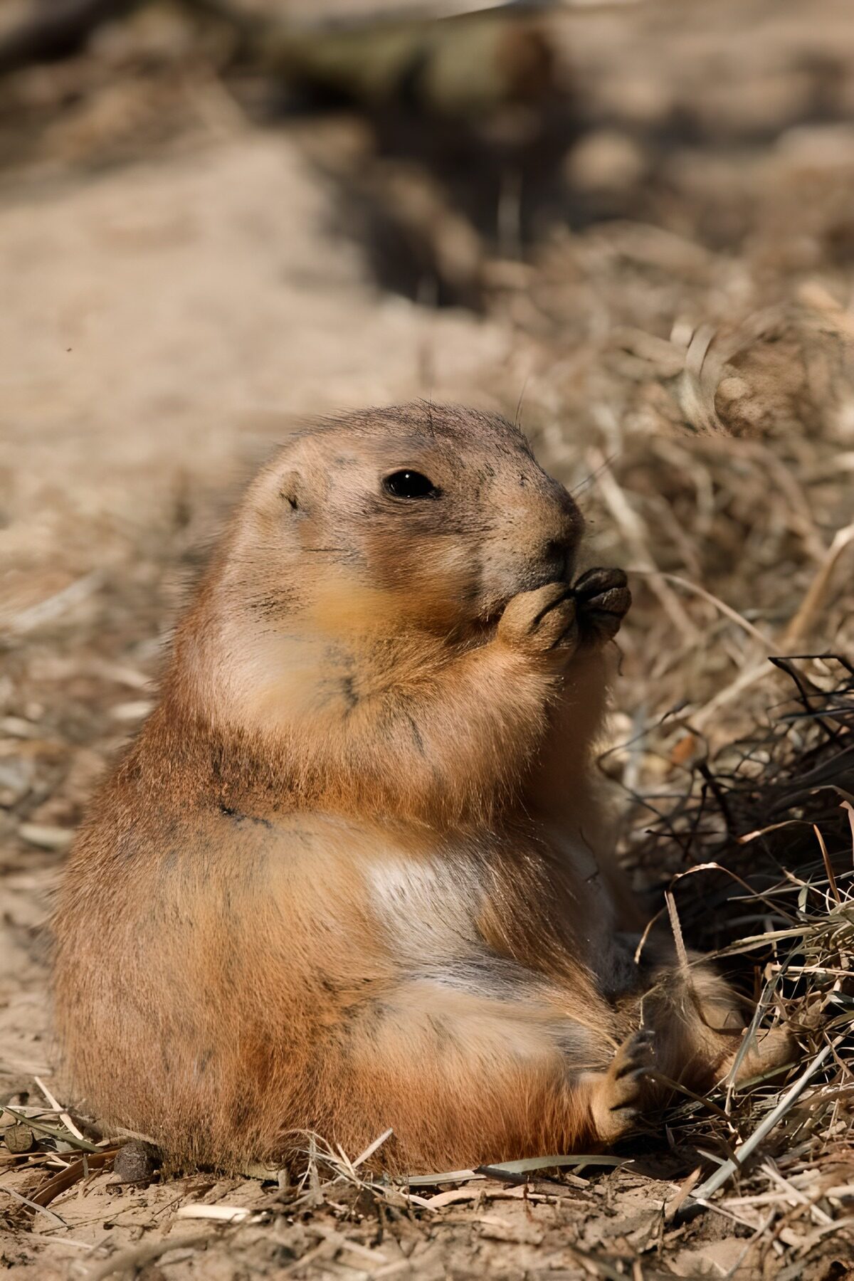 Prairiehond met een hapje in de zon