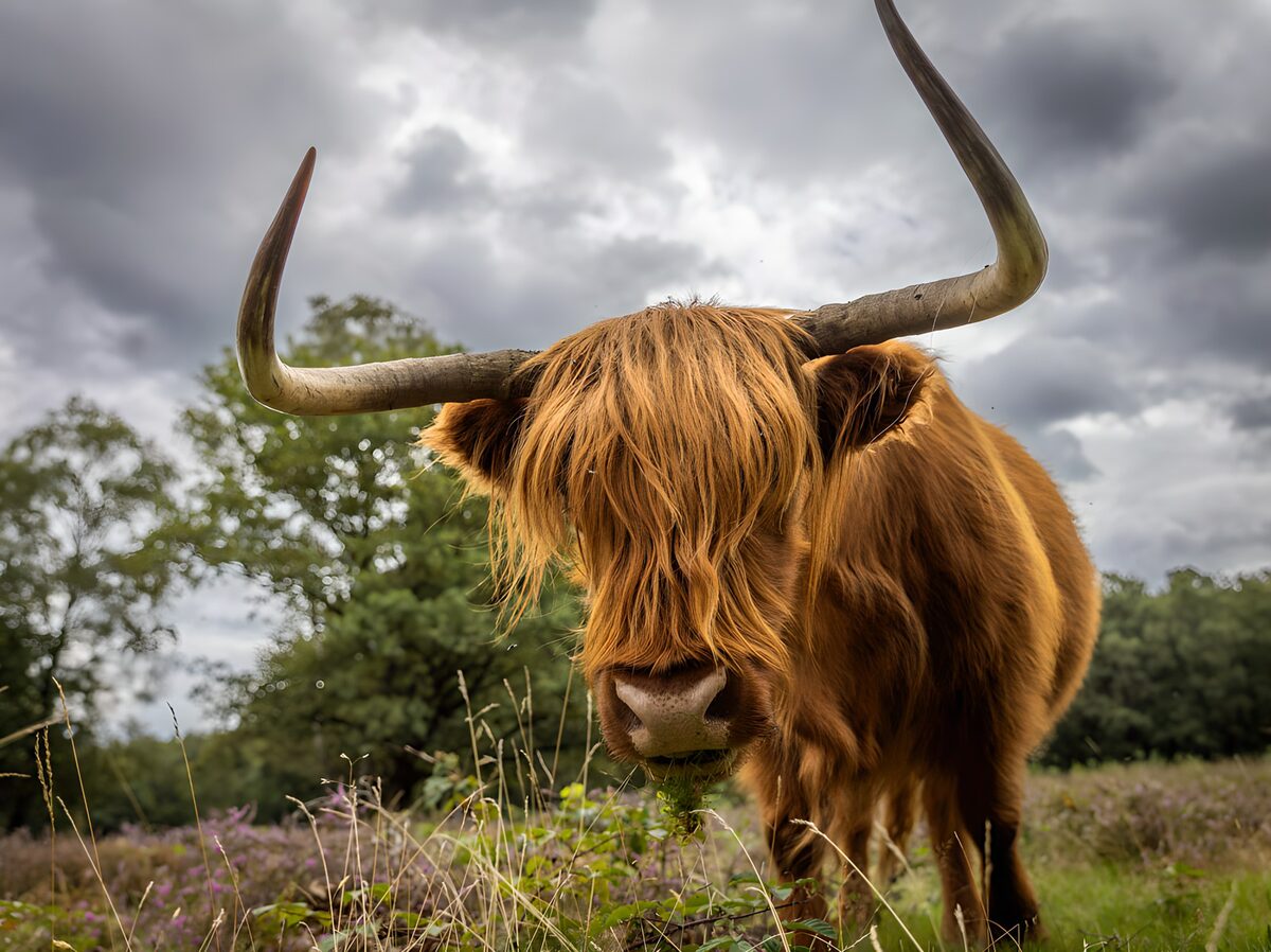 Schotse hooglander onder een wolkenlucht