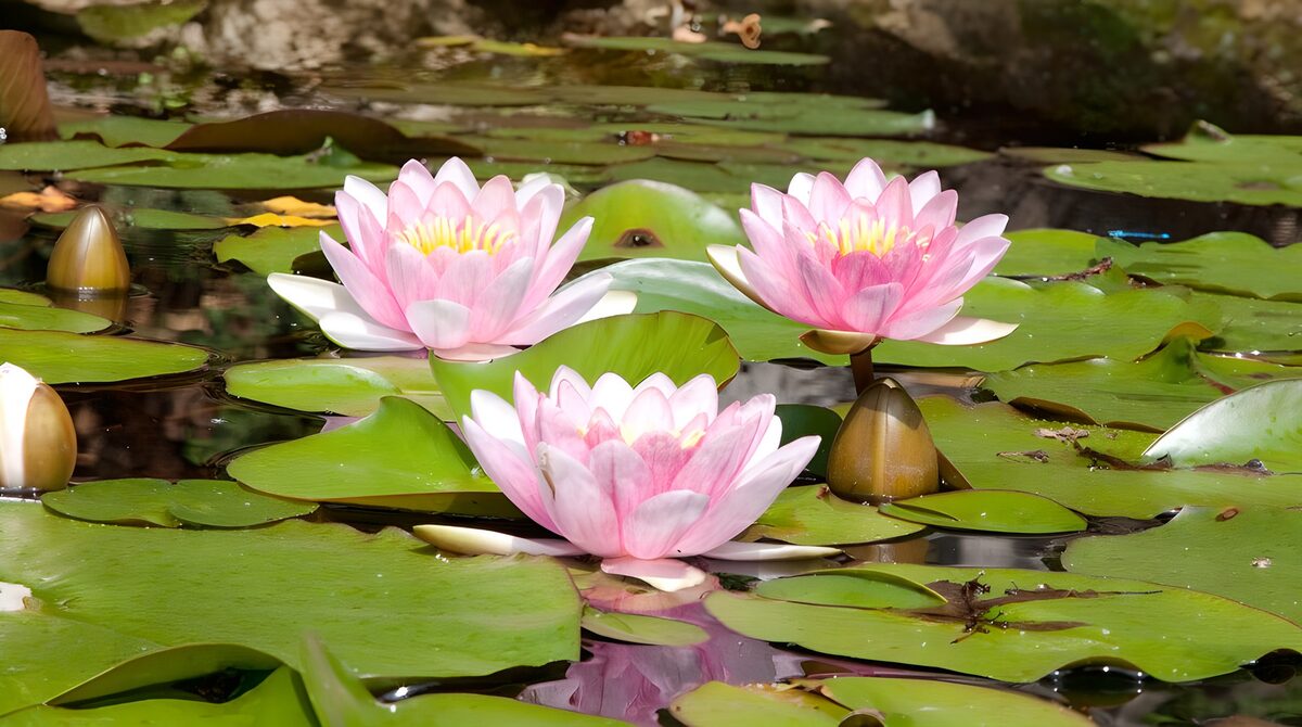 Drie roze waterlelies tussen groene bladeren