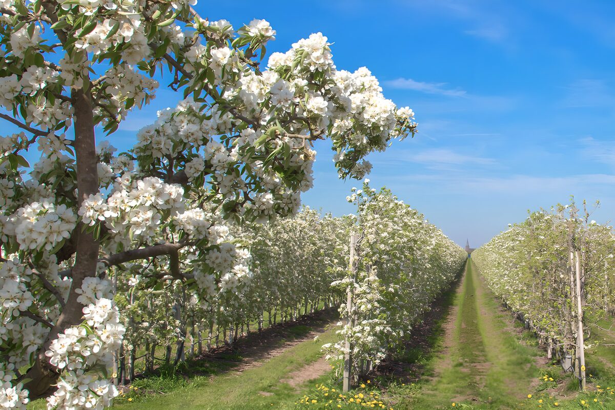 Boomgaard vol witte lentebloesem