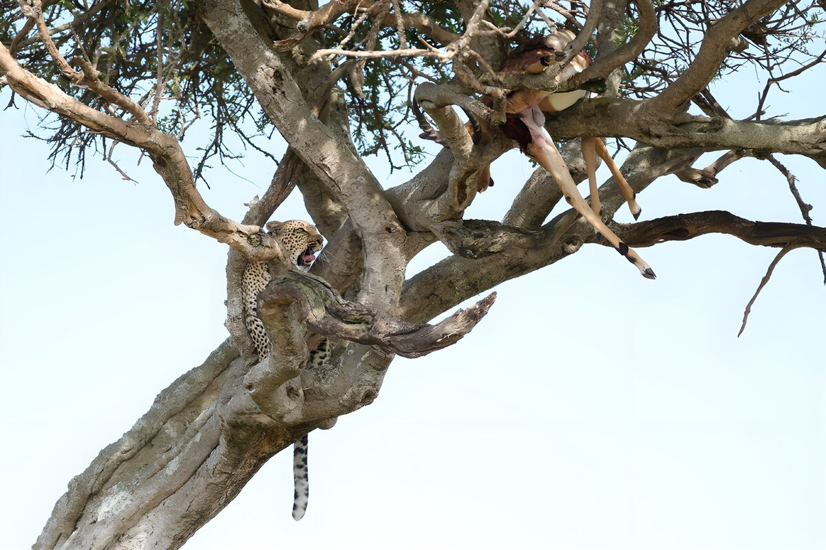 Luipaard met prooi hoog in de boom