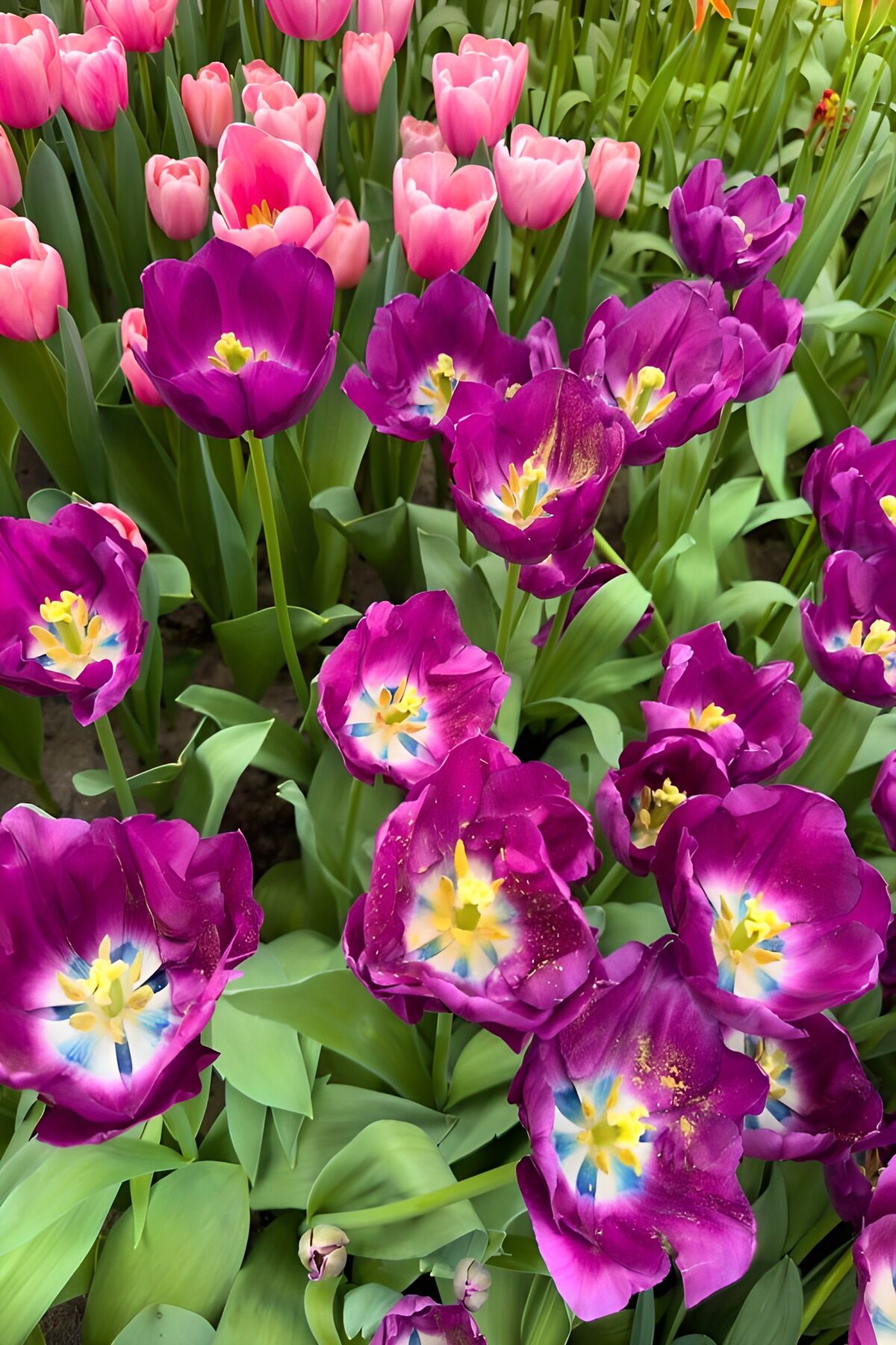 Roze en paarse tulpen in lentelicht