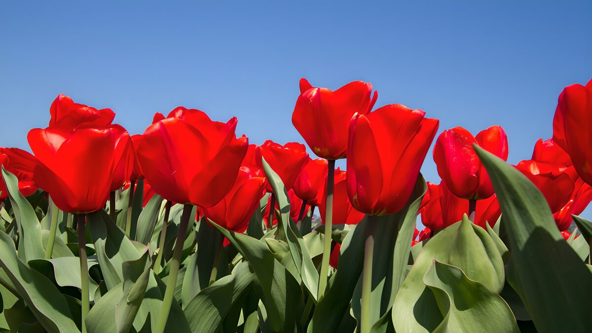 Rode tulpen onder een blauwe hemel