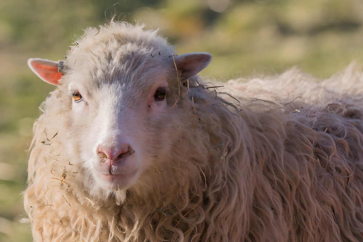 Wollig schaap in warm zonlicht