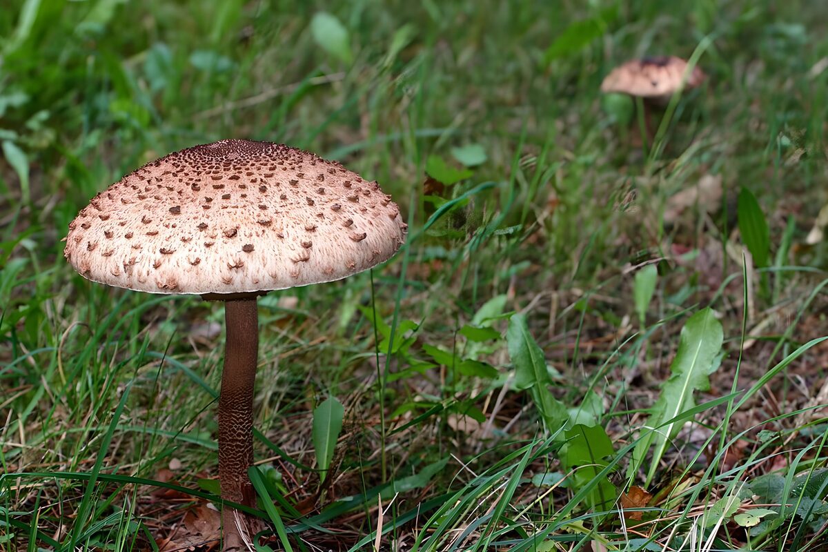 Grote geschubde paddenstoel in het gras