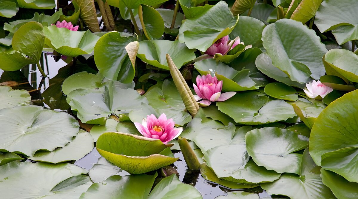 Roze waterlelies tussen glanzend groen