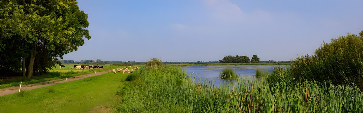 Koeien en vogels langs de plas