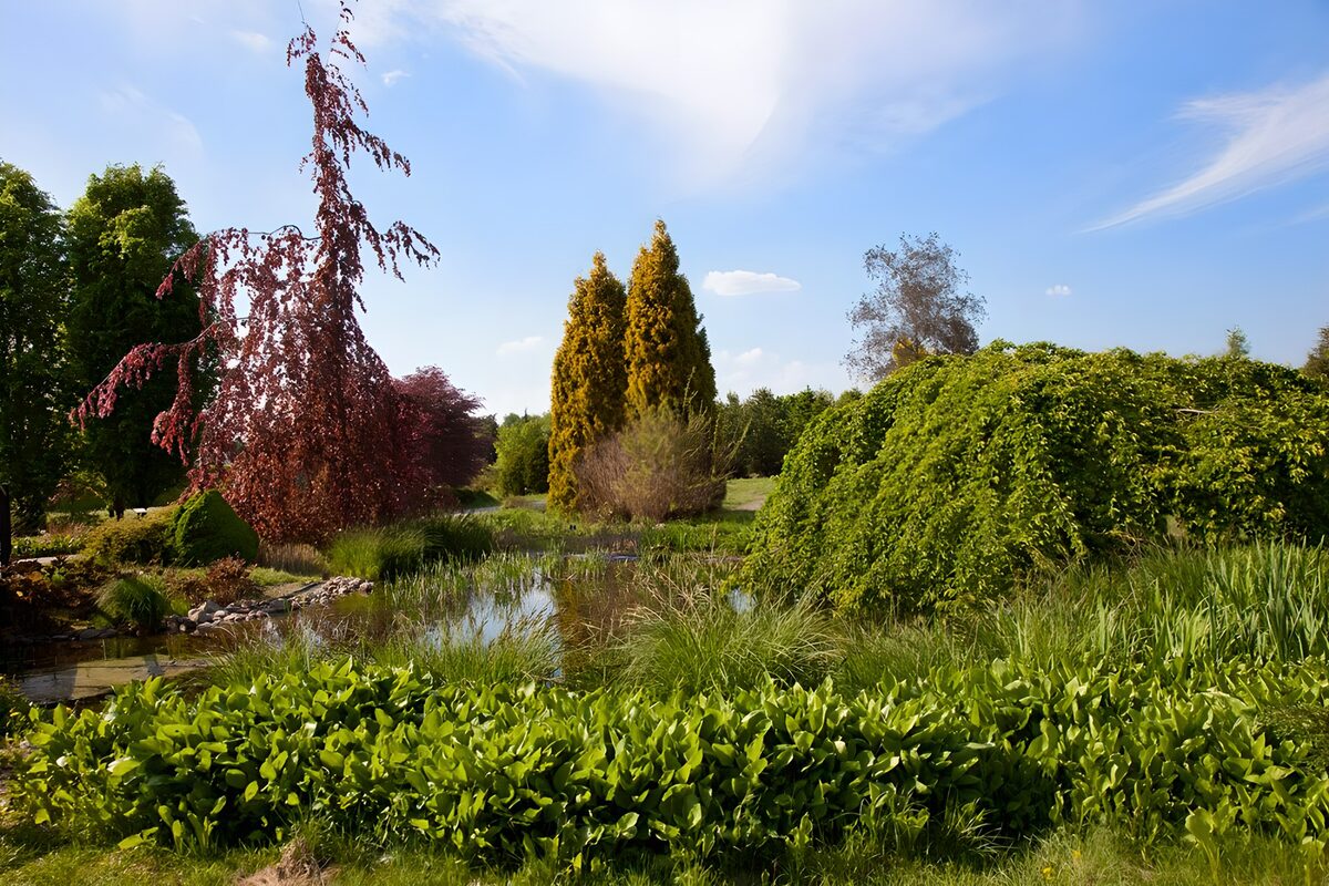 Vijver met rode en groene treurbomen