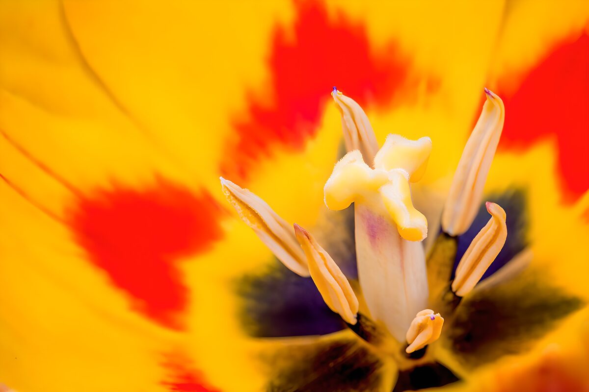 Geelrode tulp van dichtbij