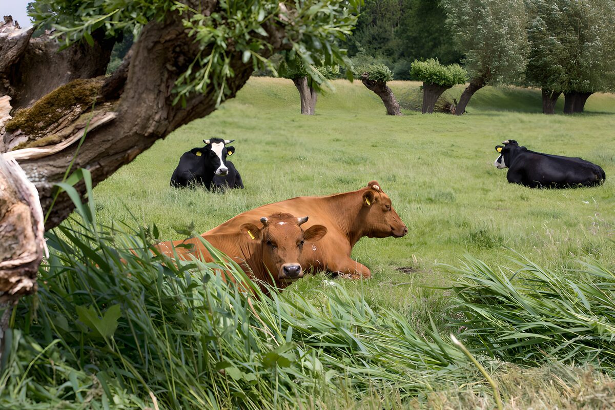 Vier koeien in een groene weide