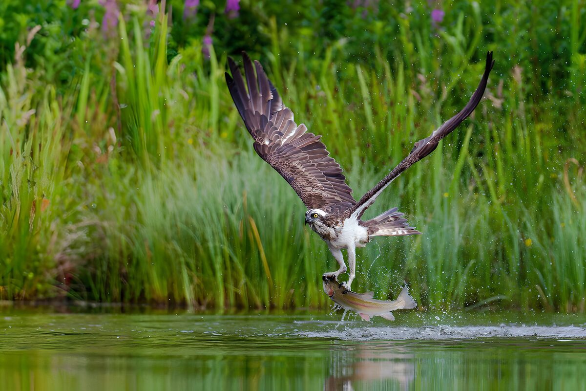 Visarend tilt de stilte uit het water