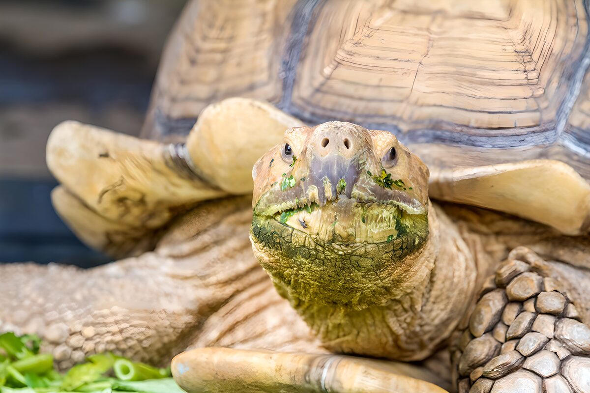 Landschildpad met een groene mond