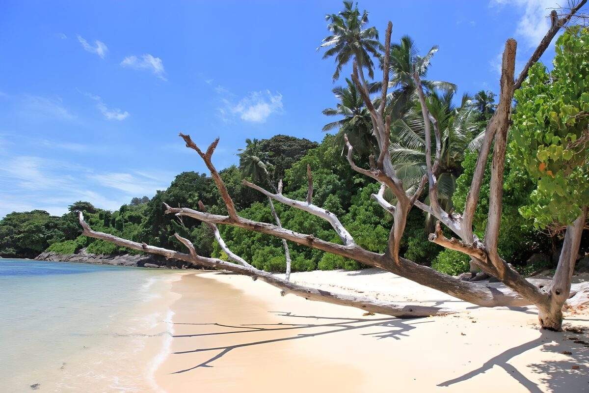 Tropisch strand met een omgevallen boom