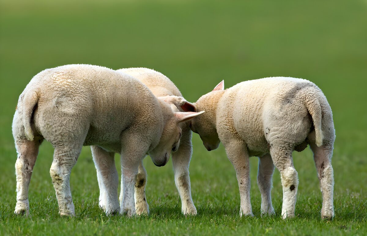 Drie lammetjes met de koppen bij elkaar