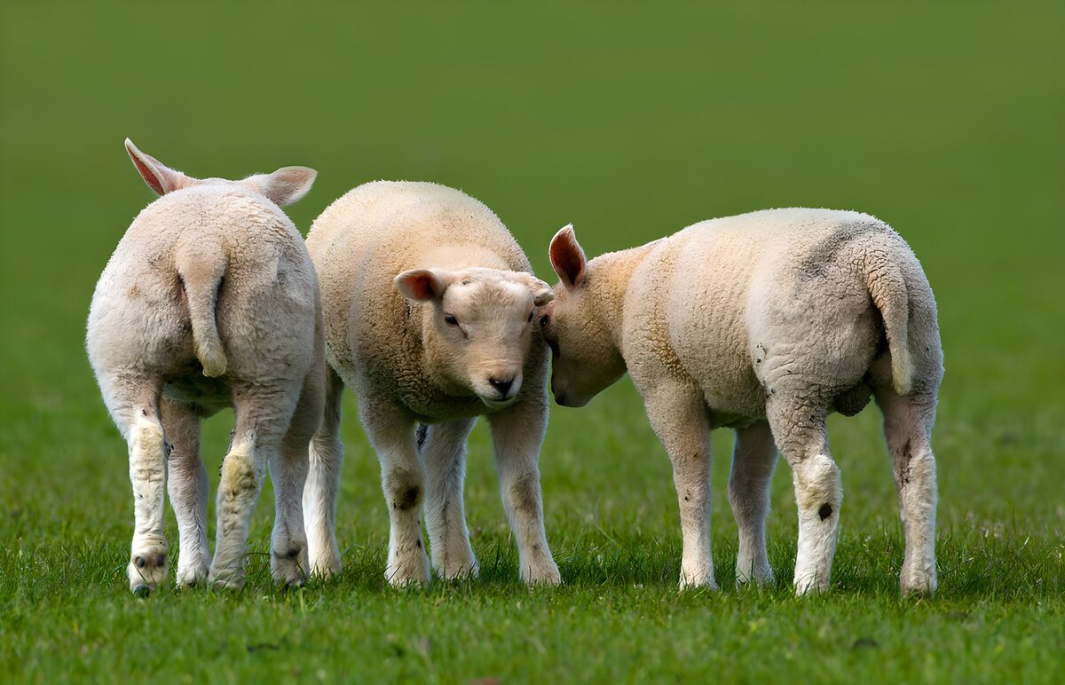 Drie lammeren in het groene gras
