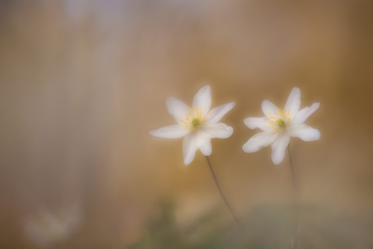 Twee witte bosanemonen in zacht licht