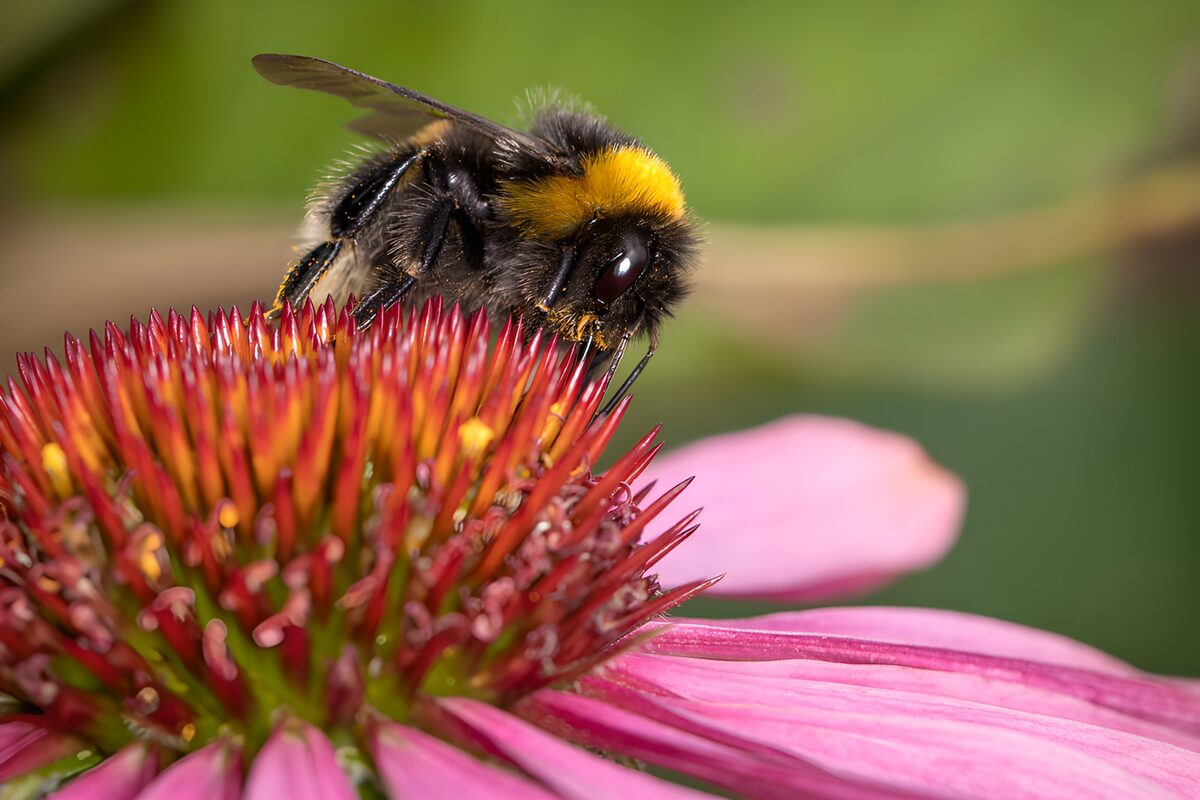 Hommel op een roze zonnehoed