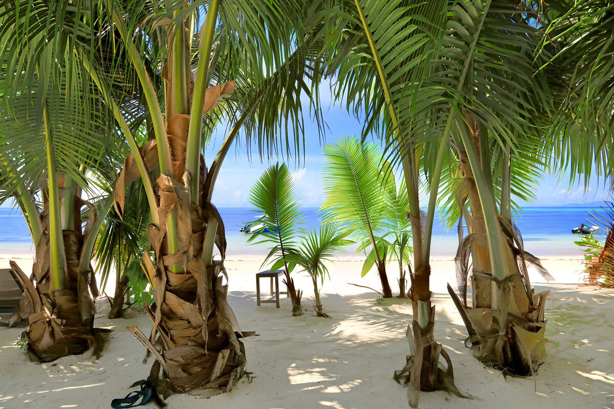 Palmen op een zonovergoten strand