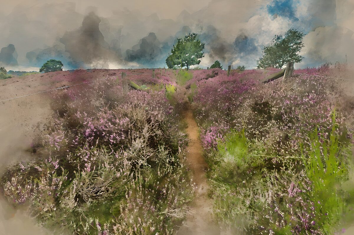 Zandpad door paarse heide onder wolken